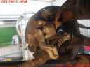 MR2 SW20 late model rear brakes thumbnail 2